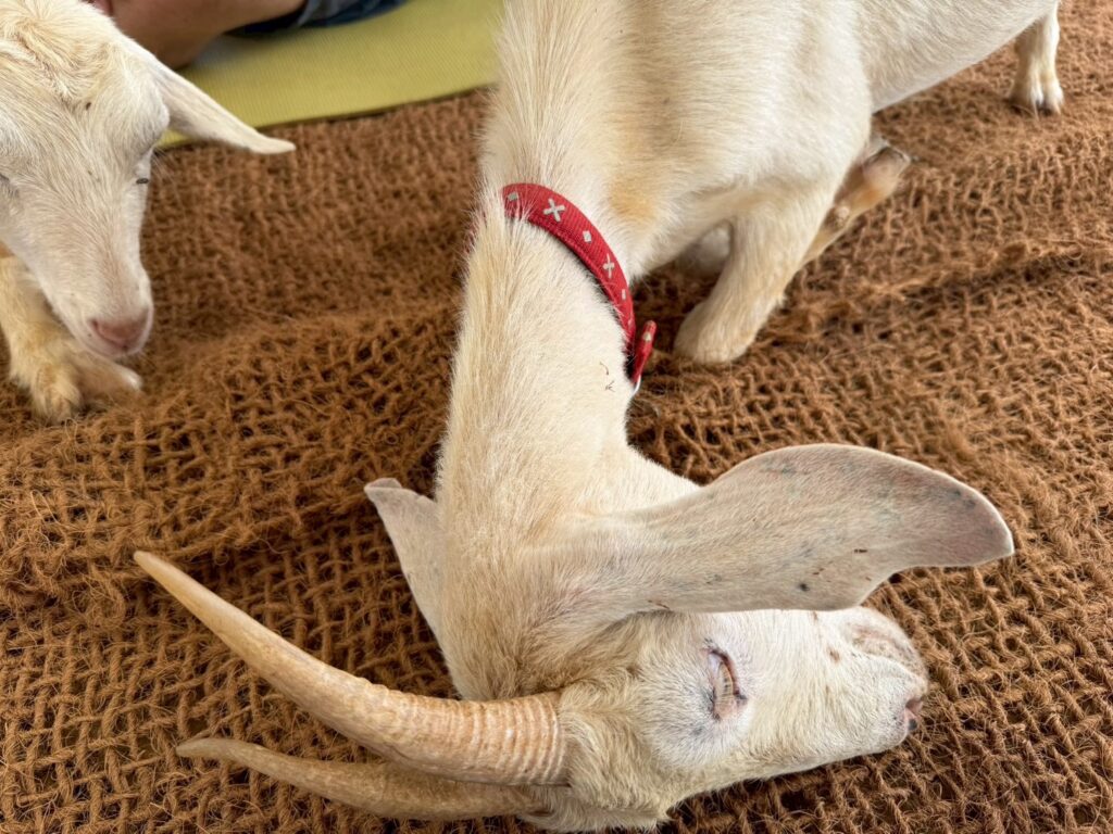 ヤギの写真
