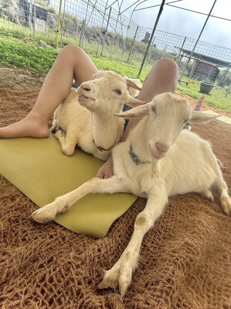 ヤギヨガの写真