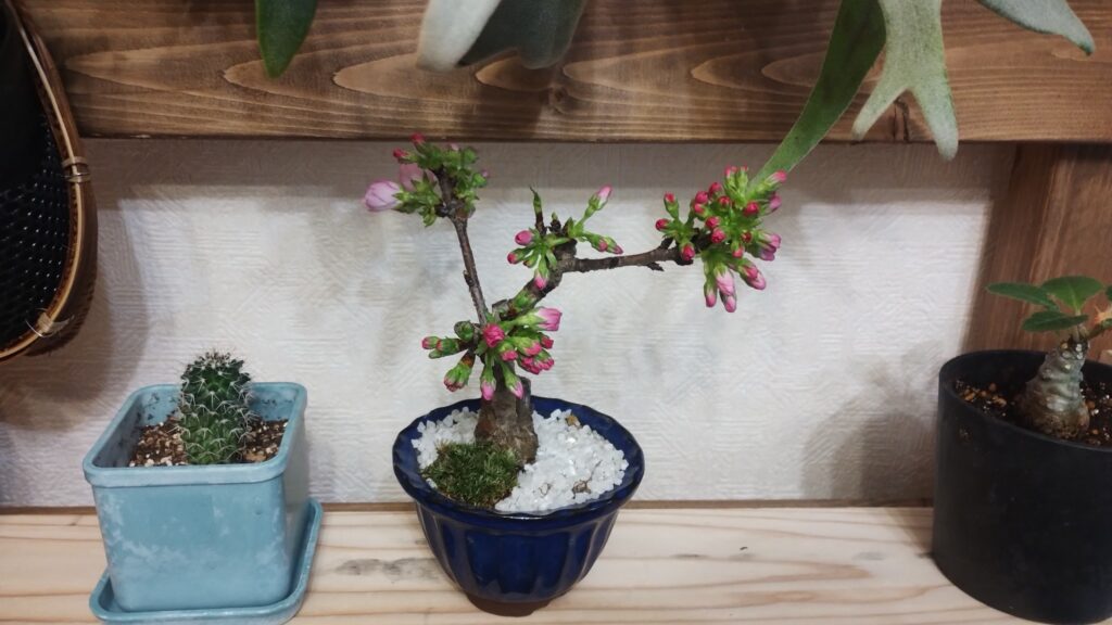 桜盆栽の写真です。