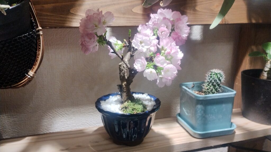 満開の桜盆栽の写真