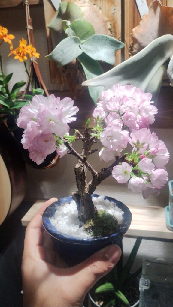 桜盆栽の新芽の写真