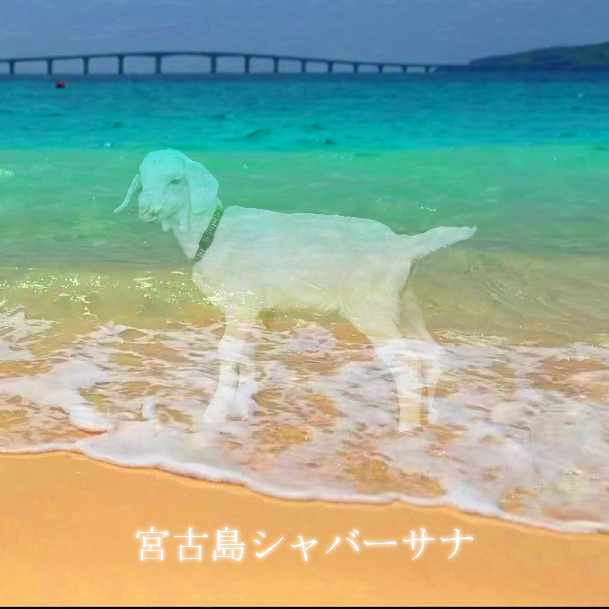 宮古島シャバーサナのジャケット画像
